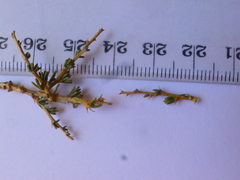 Aspalathus rycroftii