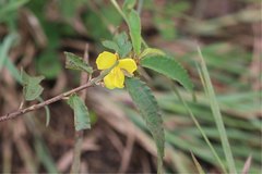 Pseudocorchorus greveanus