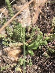Crassula lanceolata lanceolata