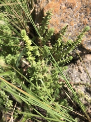 Crassula lanceolata lanceolata