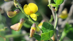 Rhynchosia caribaea