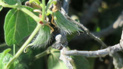Rhynchosia caribaea