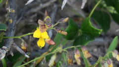 Rhynchosia caribaea