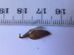 Aspalathus rycroftii