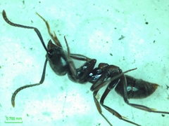 Pseudoponera stigma