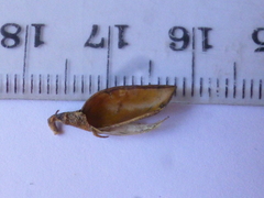 Aspalathus rycroftii