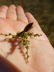 Aspalathus rycroftii