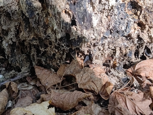 Šišmiši (Chiroptera)