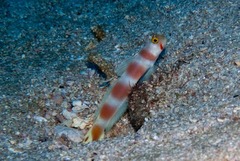 Amblyeleotris aurora