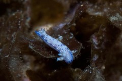 Hypselodoris