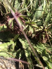 Eucomis vandermerwei