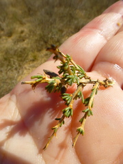 Aspalathus rycroftii