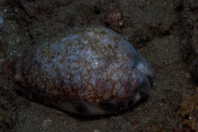 harlequin cowrie
