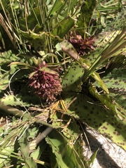 Eucomis vandermerwei