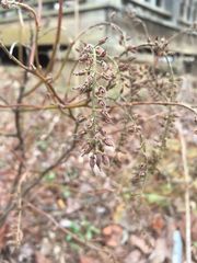 Iteaceae