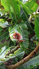 Heliconia lankesteri image