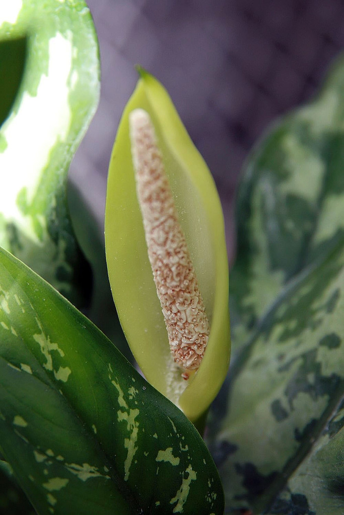 Chinese evergreen tribe