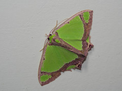 Agathia laetata