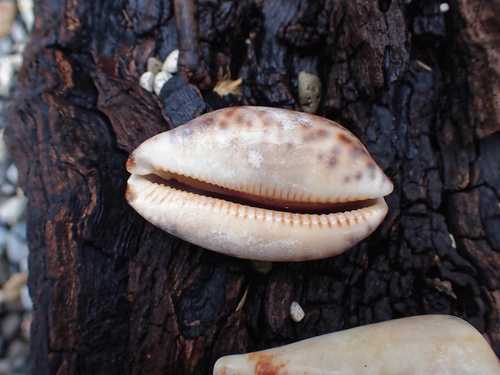 dog-rose cowrie