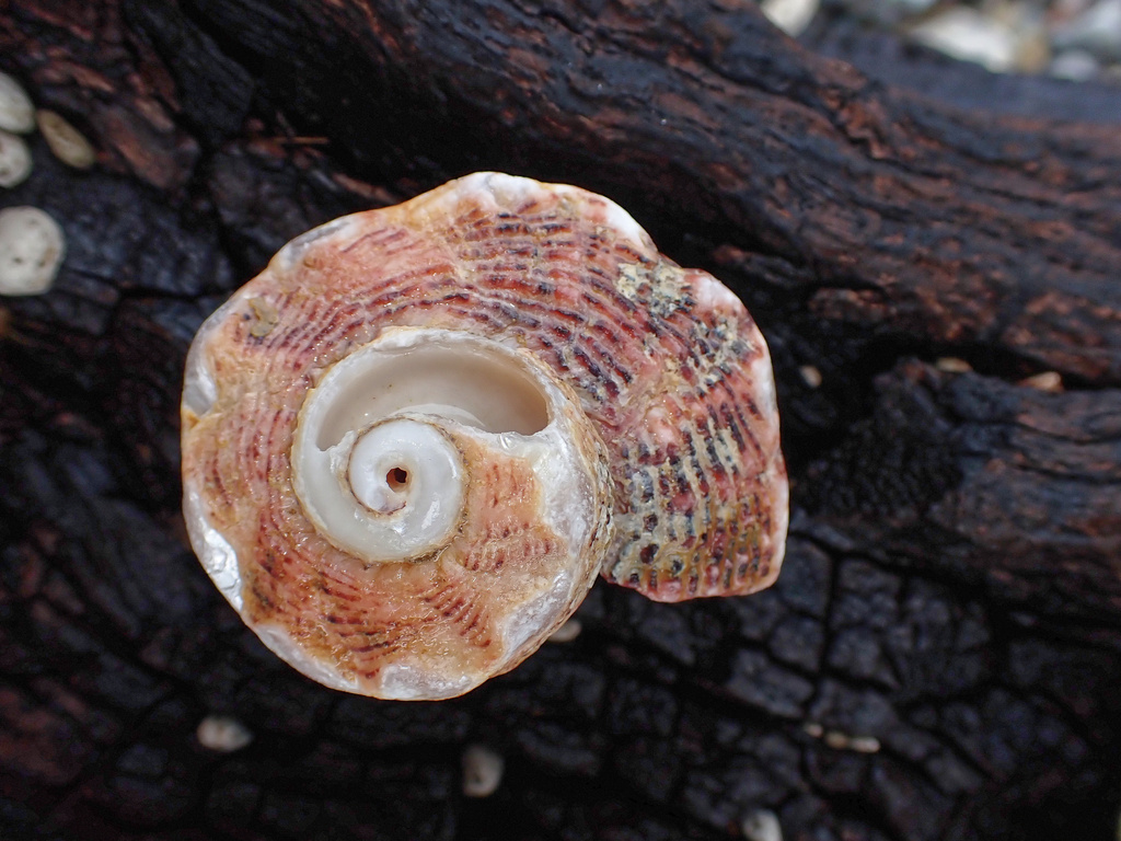 Dolphin shell