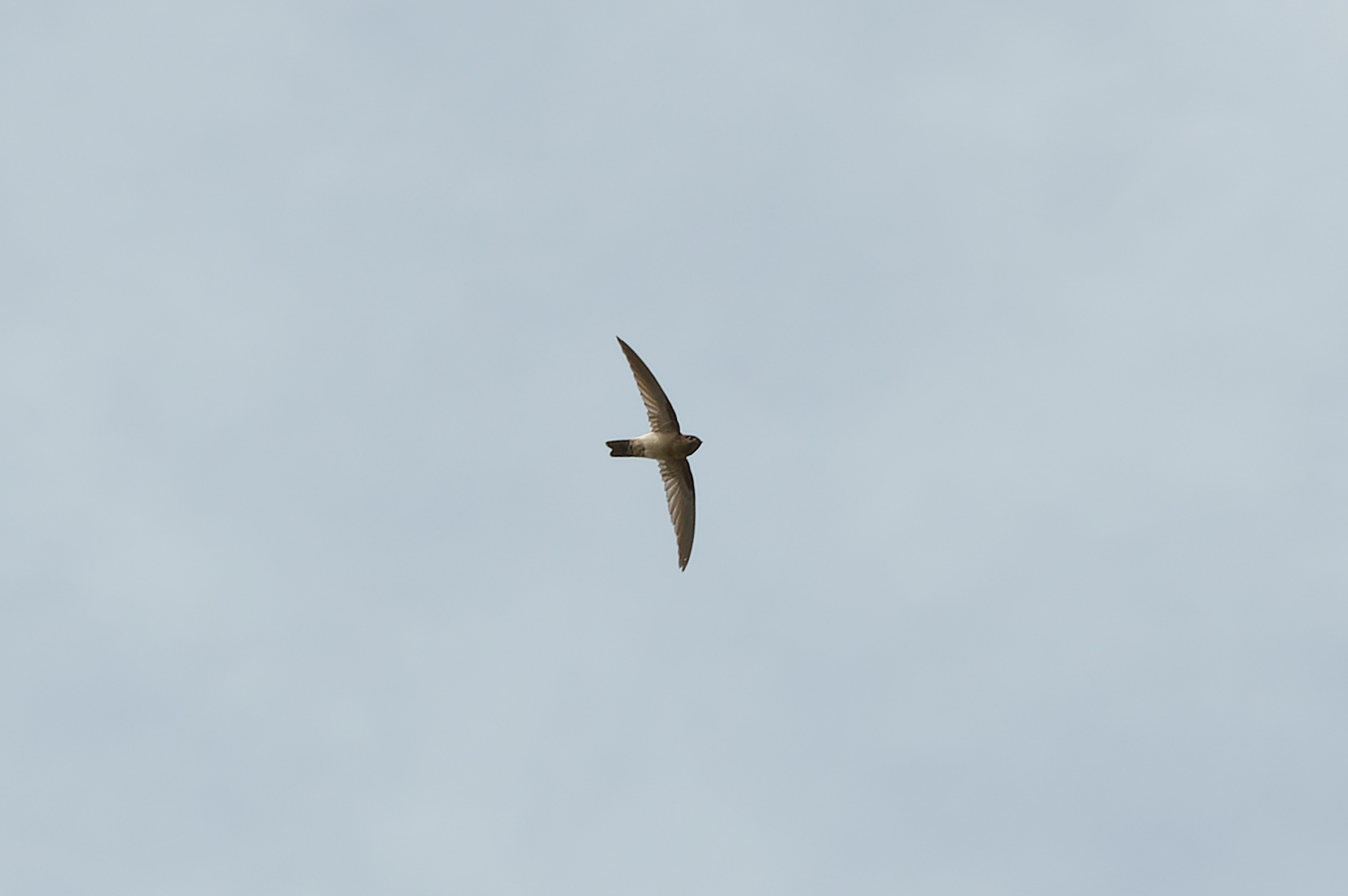 Australian Swiftlet illustration