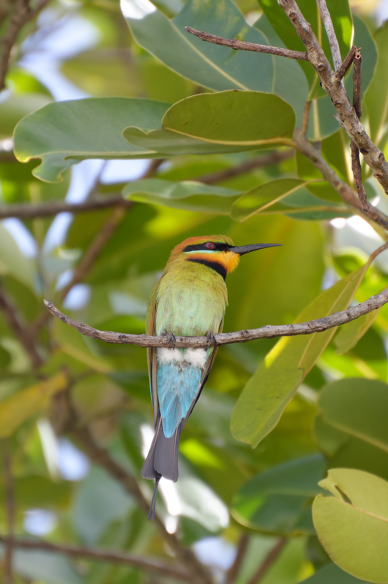 Rainbow Bee-eater illustration
