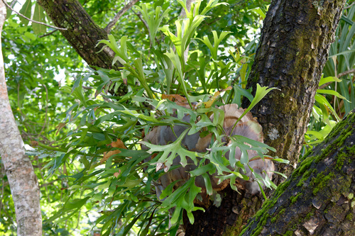 Platycerium hillii · BioDiversity4All