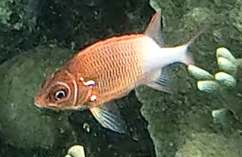 Tailspot Squirrelfish (Sargocentron caudimaculatum)