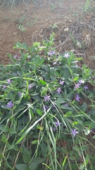 Vinca herbacea
