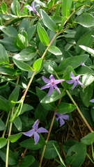 Vinca herbacea
