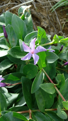 Herbaceous Periwinkle