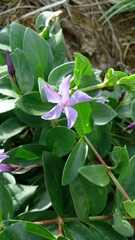 Vinca herbacea