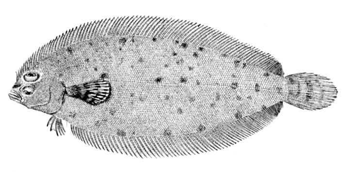 Deepwater Flounder