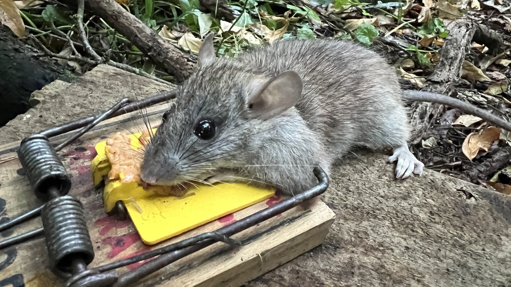 Black Rat from North Island, Mangakino, Waikato, NZ on October 24, 2023 ...