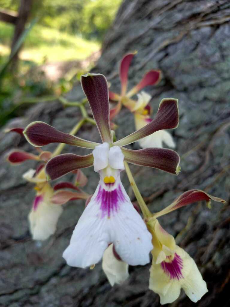 Encyclia cordigera (Kunth) Dressler 4