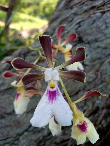 Encyclia cordigera iNat (1)