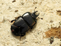 Hololepta aequalis