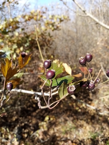 Image of Crataegus pentagyna by (c) Anton Popovich, some rights reserved (CC BY)