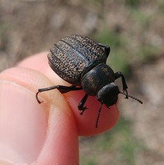 Pimelia mittrei