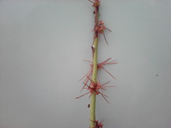 Euphorbia ceroderma