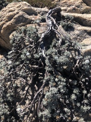 Helichrysum galpinii