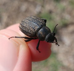 Pimelia mittrei