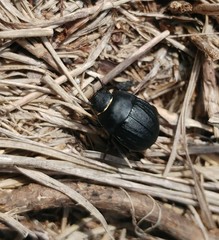 Erodius gibbus
