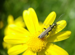 Oedemera crassipes