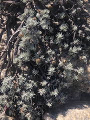 Helichrysum galpinii