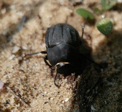 Erodius gibbus