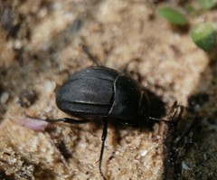 Erodius gibbus