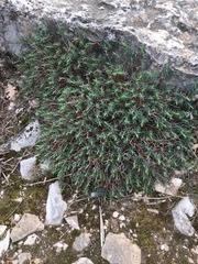 Euphorbia spinosa