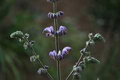 Salvia indica