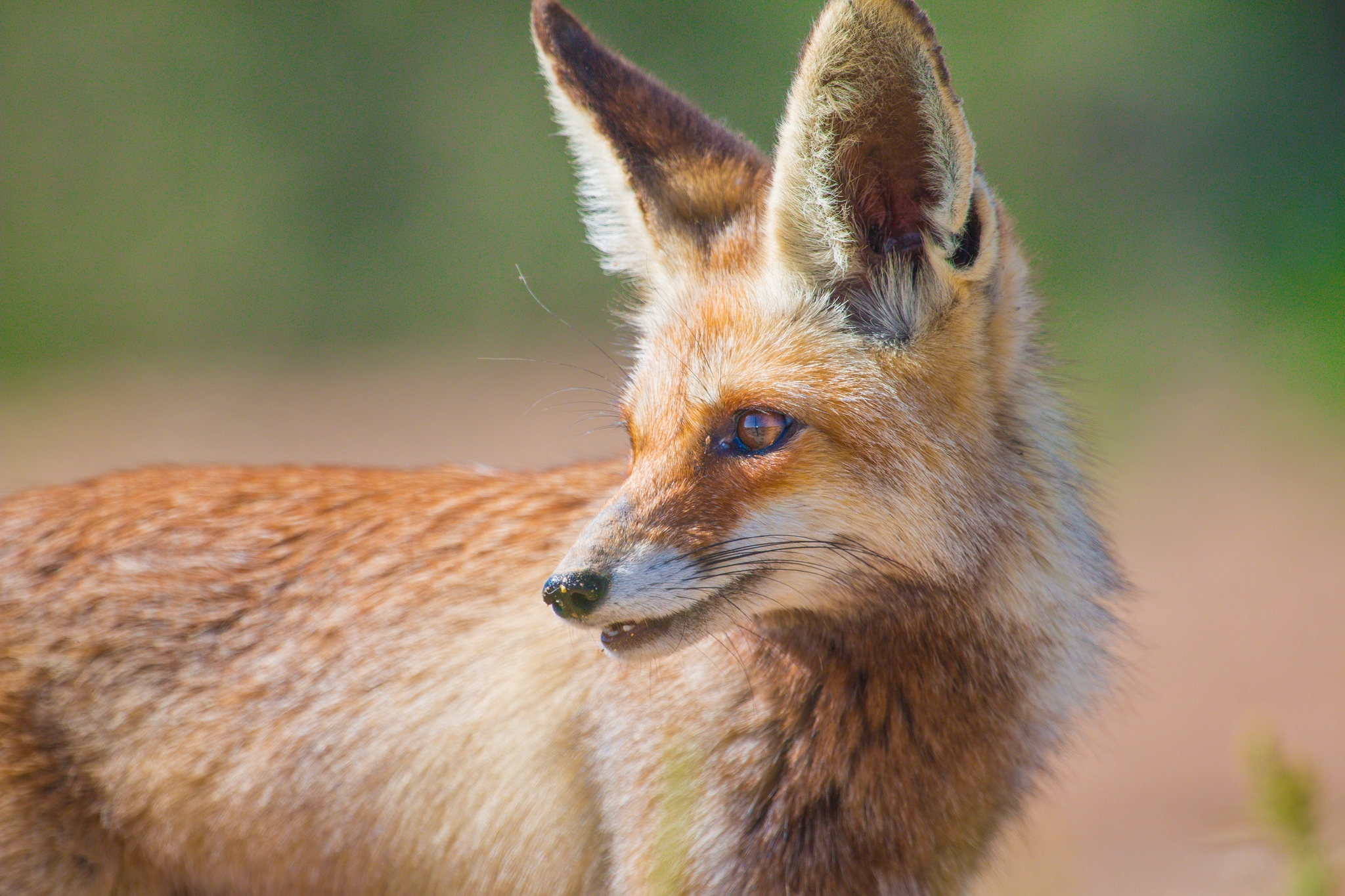 Red Fox (Vulpes vulpes) · iNaturalist